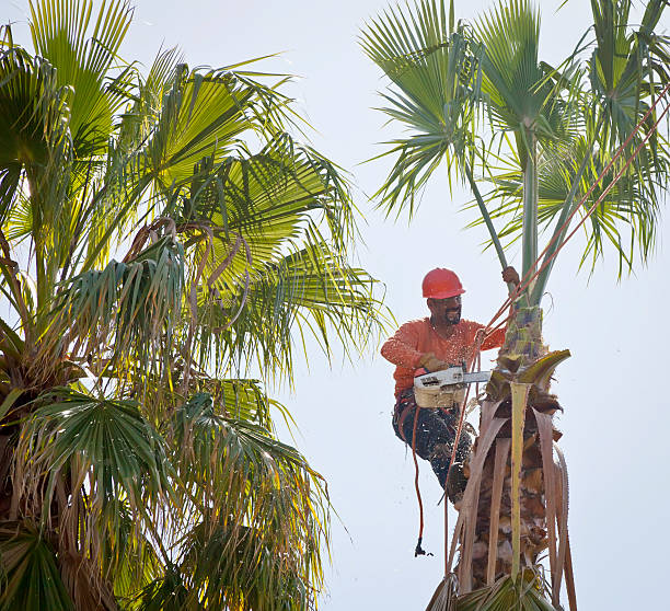 Best Commercial Tree Services  in Haskell, OK